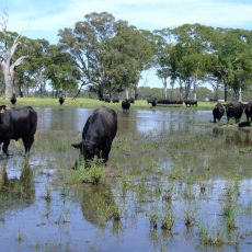 bulls-wetland-3